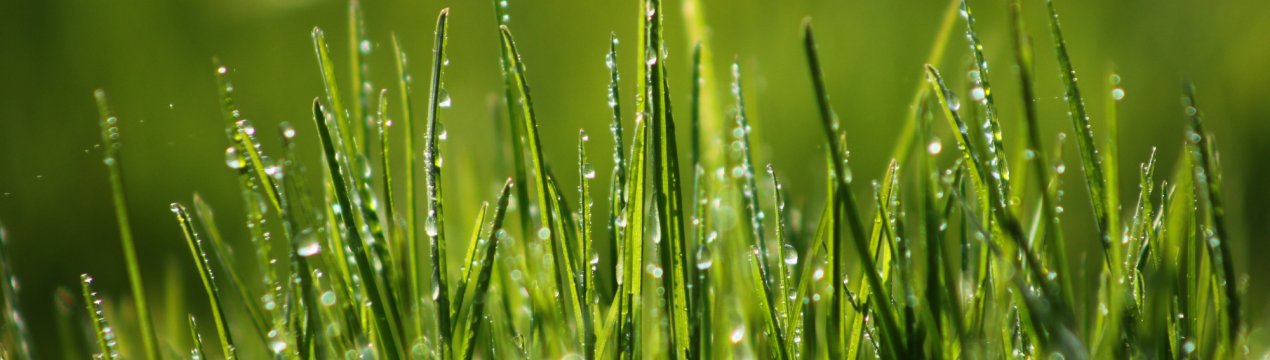 Російських корів нагодує «Русалонька»