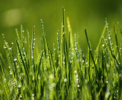 Російських корів нагодує «Русалонька»