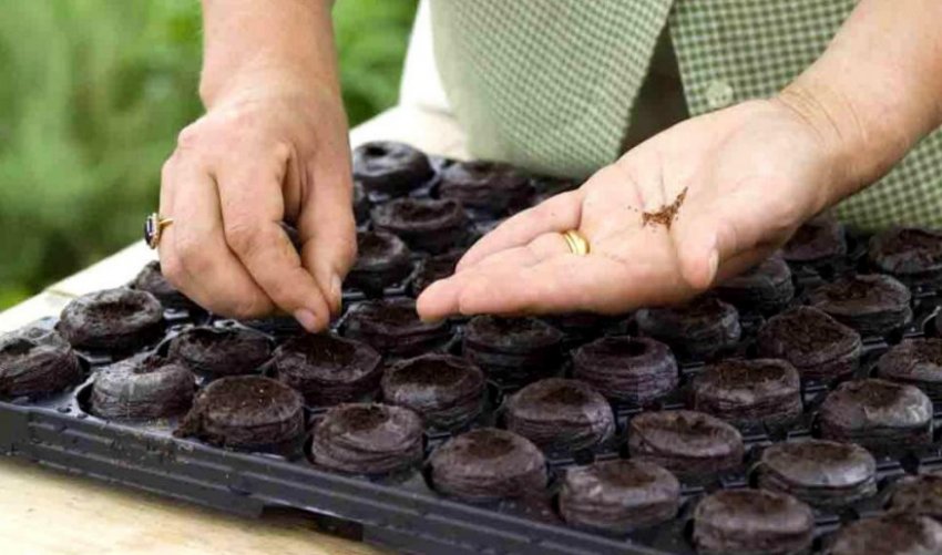 Загортання насіння перцю в торф'яні таблетки Загортання насіння перцю в торф'яні таблетки