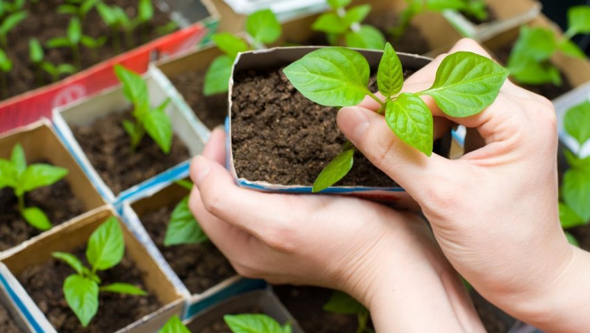 Розсада перцю Розсада перцю