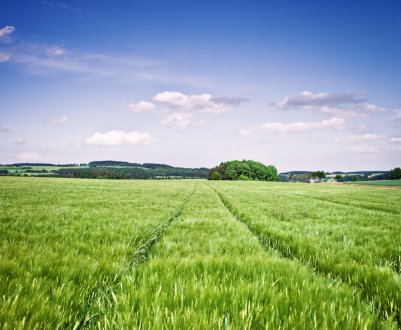 Фермери ставлять рекорди в гонитві за прибутком