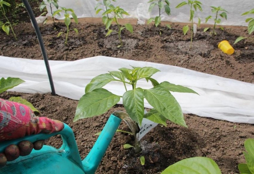 Внесення добрив