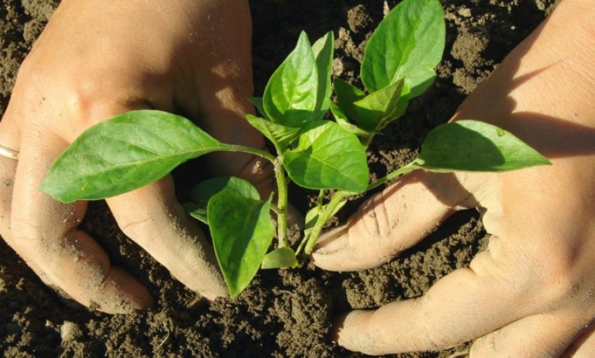 Висадка розсади в грунт Висадка розсади в грунт