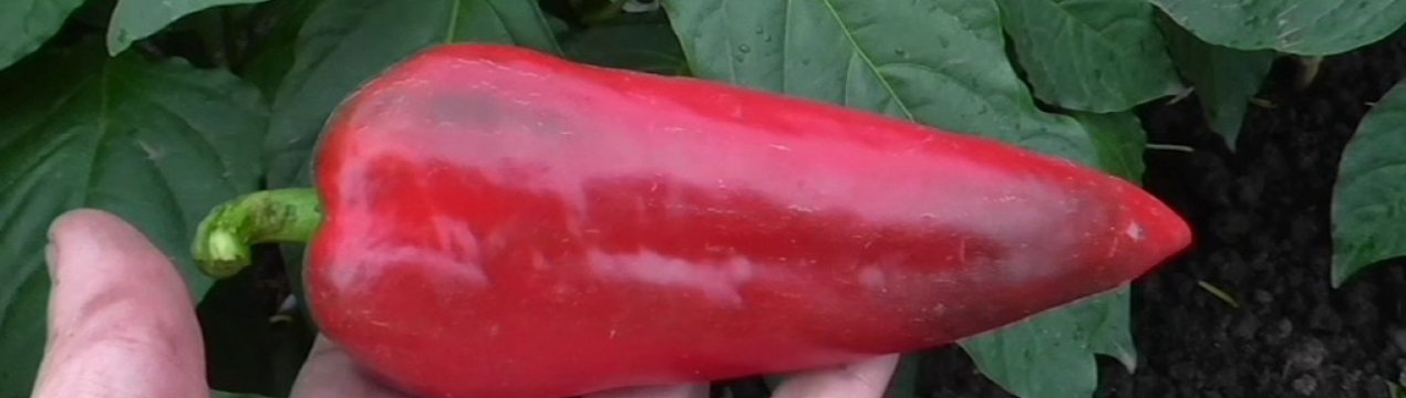 Солодкий перець Атлант: опис, особливості вирощування у відкритому грунті