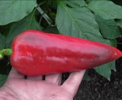 Солодкий перець Атлант: опис, особливості вирощування у відкритому грунті