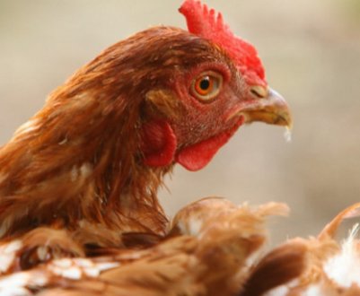 Які фактори впливають на несучість курей-несучок: у чому причина зниження і як підвищити показники?