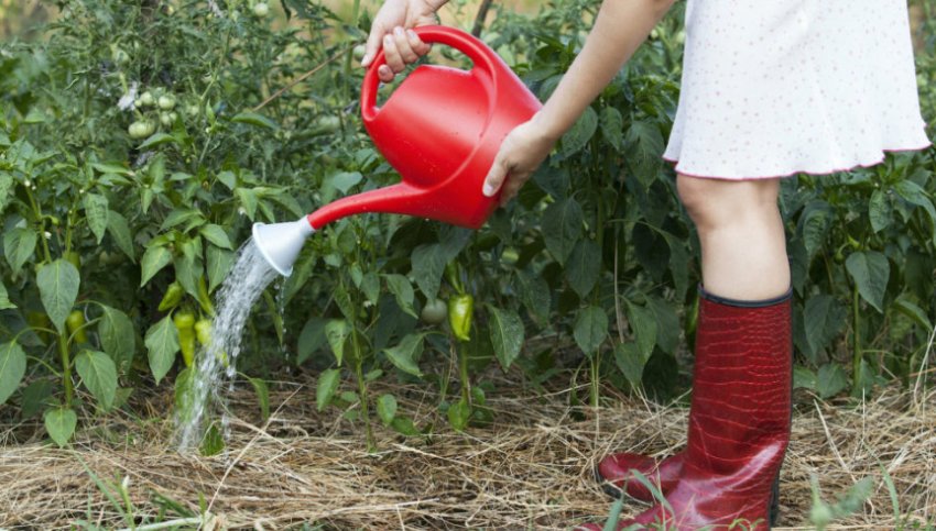 Полив перцю Полив перцю