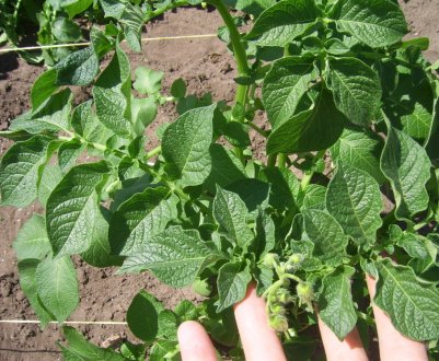 Що робити якщо не цвіте картопля?