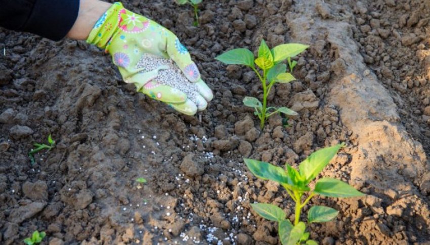 Підживлення перцю Підживлення перцю