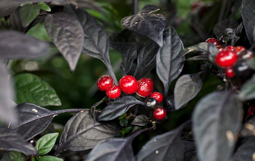 Обрізка декоративного перцю