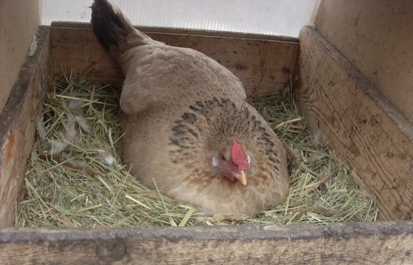 Гнездо для курицы-несушки