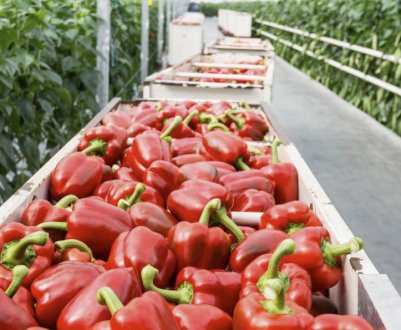 Чому не червоніють перці в парнику