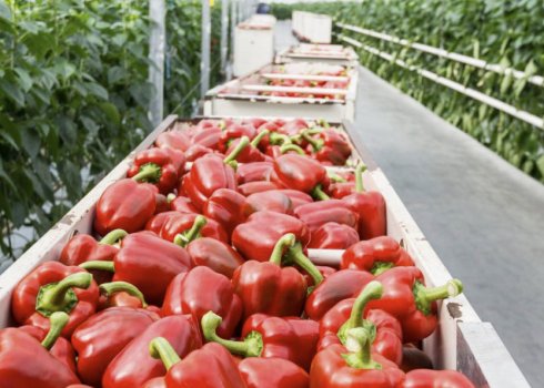 Чому не червоніють перці в парнику