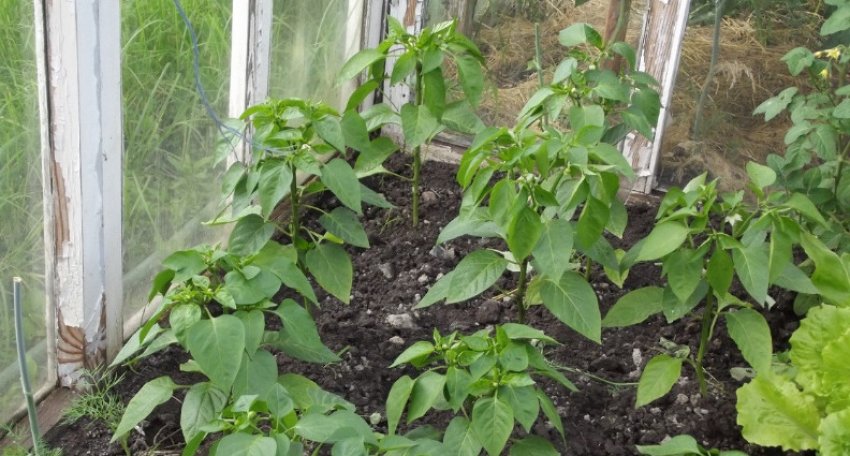 Перець у теплиці