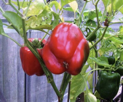 Чому загнивають плоди перцю в теплиці
