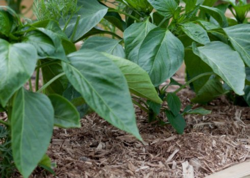 Чому перець скидає зав'язі