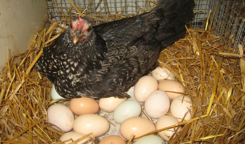 Несучість курей