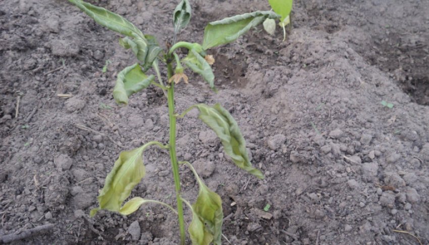 Переохолодження перцю