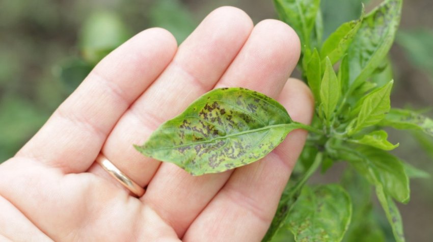 Ознаки бактеріального раку болгарського перцю