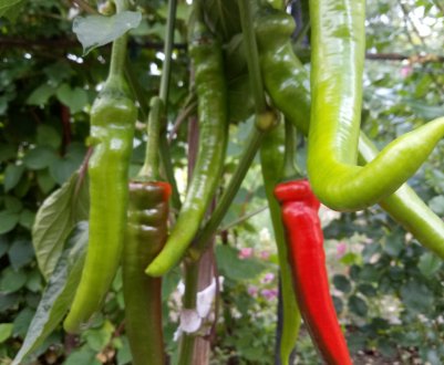 Перець Цицак: вирощування і смакові якості сорту