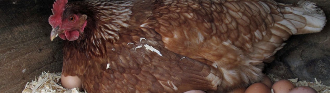 Скільки днів курка висиджує яйця і як доглядати за квочкою?