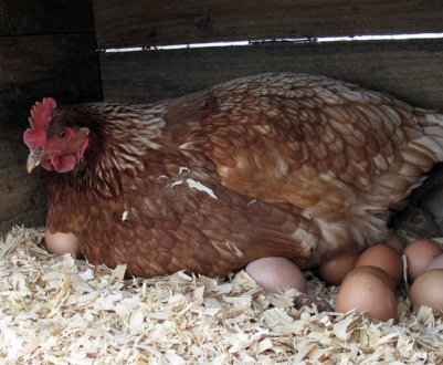 Скільки днів курка висиджує яйця і як доглядати за квочкою?