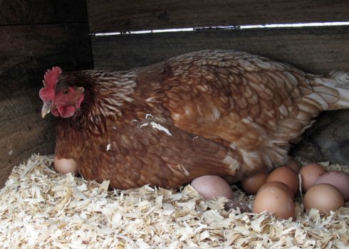 Скільки днів курка висиджує яйця і як доглядати за квочкою?