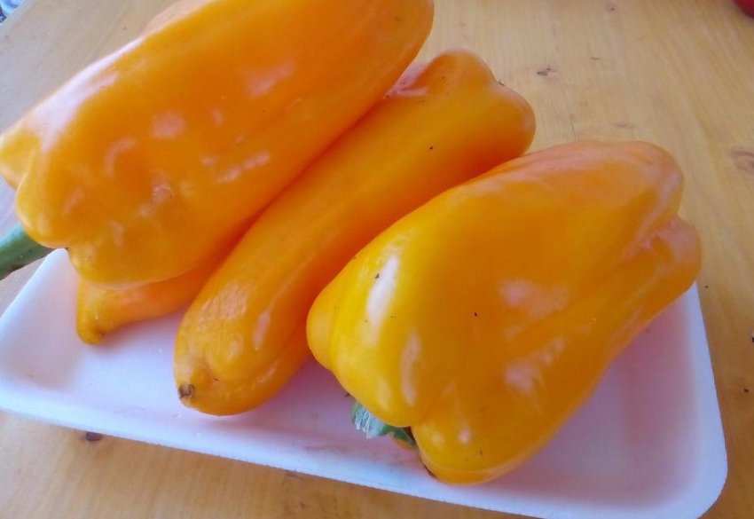 Особливості вирощування культури