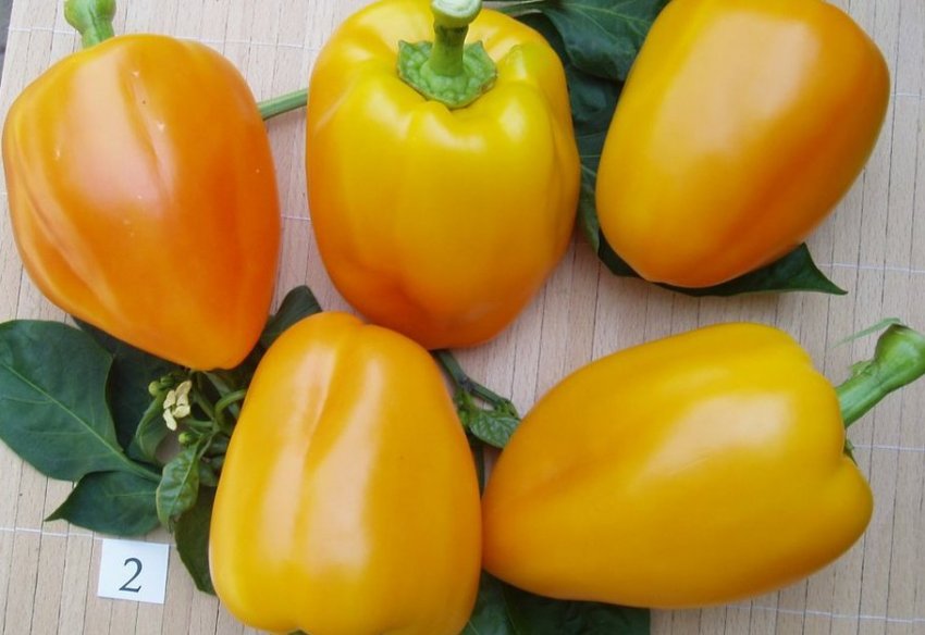 Особливості врожайності