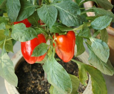 Перець на балконі: вирощування покроково