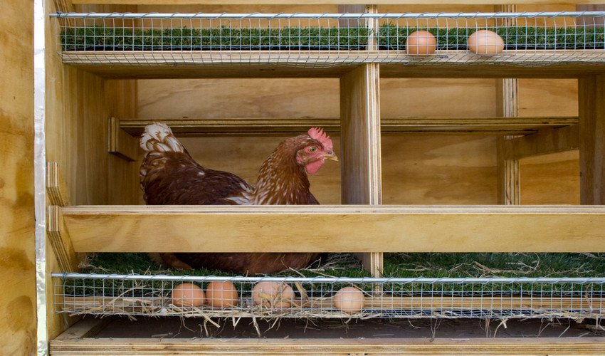 Несучість курей