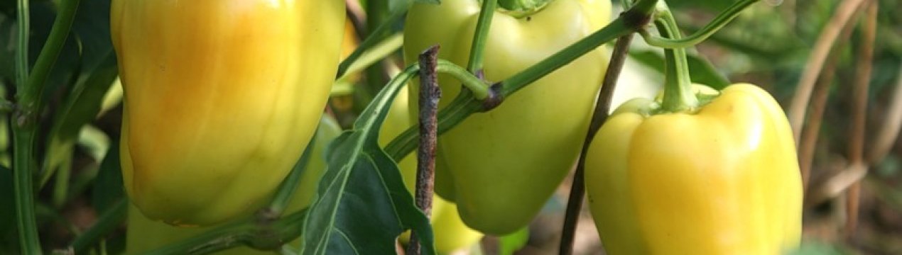 Перець Богдан: опис та характеристика