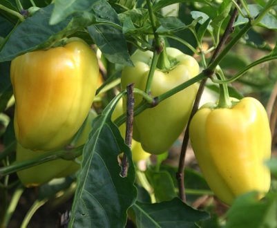 Перець Богдан: опис та характеристика