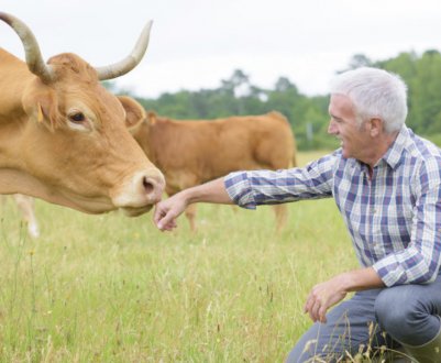 Як правильно вибрати корову: корисні поради під час купівлі