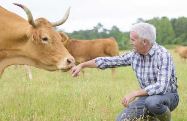 Масть и приметы коров