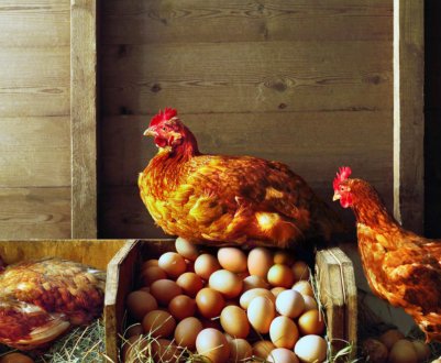 Як визначити вік курки за зовнішніми ознаками?