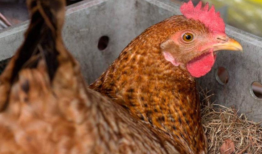 Несучість курей