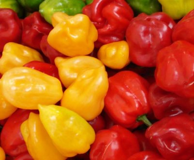 Вирощування в домашніх умовах перцю Хабанера