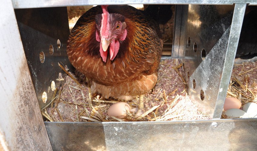 Несучість курей