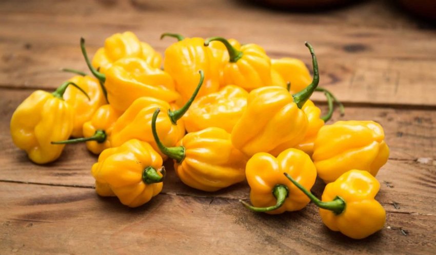 Жовтий перець Хабанера