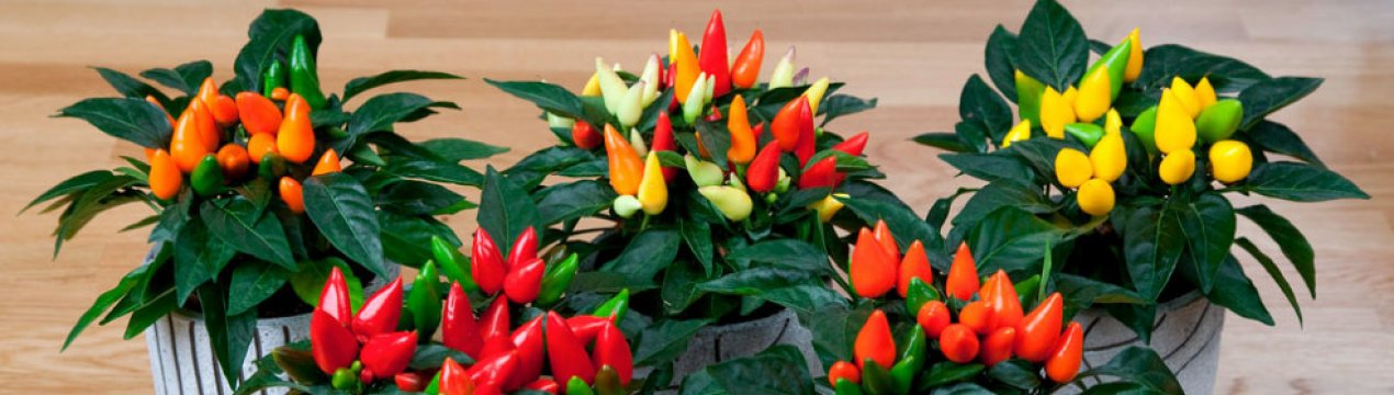 Перець Капсикум: чи можна його їсти, опис і вирощування