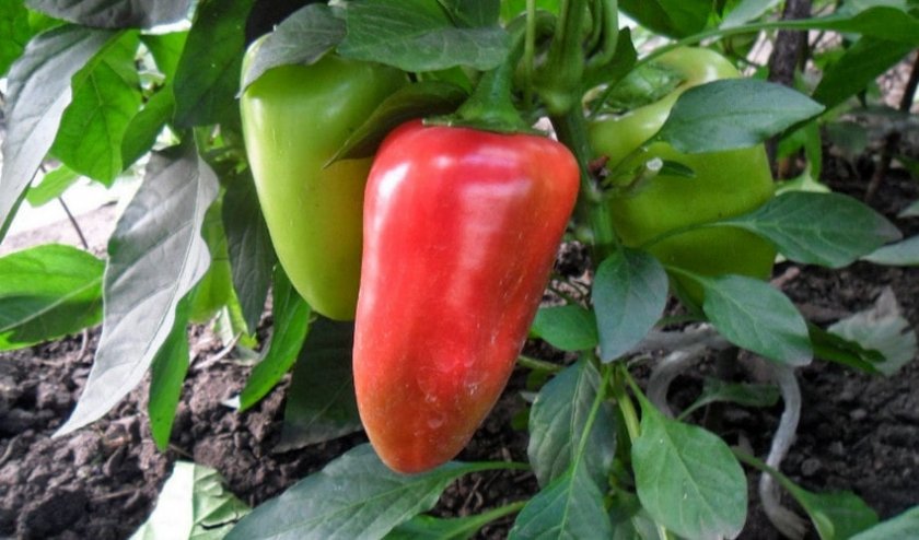 Перец Купец Перец Купец