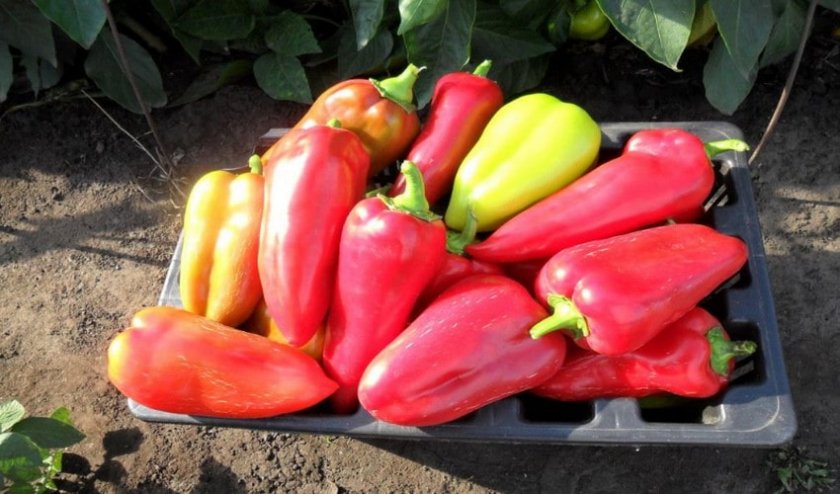 Перец Купец Перец Купец