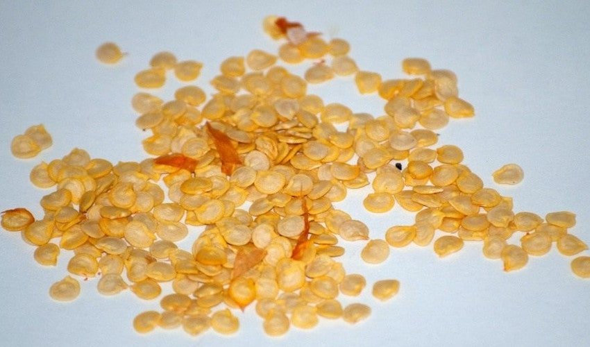 Насіння перцю