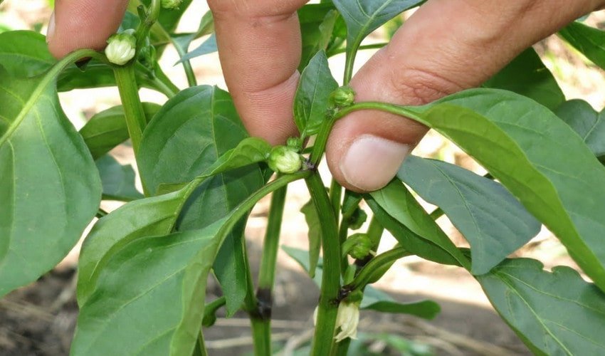 Формування