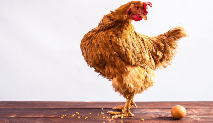 Курка-несучка Курка-несучка