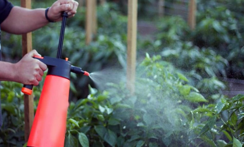 Обприскування перців