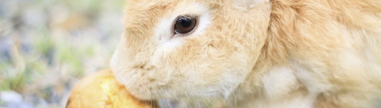 Чи можна годувати кроликів яблуками та іншими фруктами