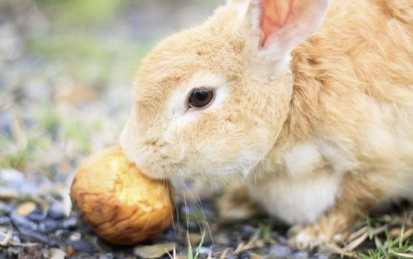 Можно кормить кроликов породы Львиная Головка яблоками