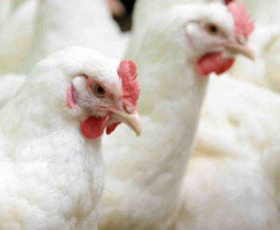 Як своїми руками побудувати і облаштувати курник для бройлерів